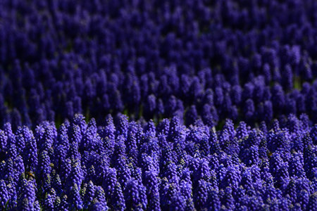 Tulips and colorful flowers.の写真素材