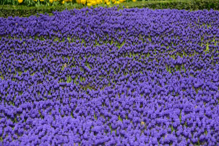 Tulips and colorful flowers.の写真素材