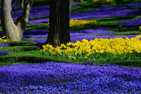 Tulips and colorful flowers.