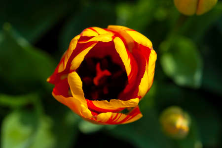 Tulips and colorful flowers.