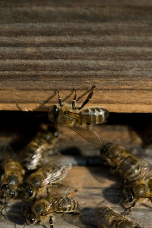 flying bees Wooden beehive and bees.
