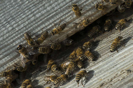 flying bees Wooden beehive and bees.の写真素材