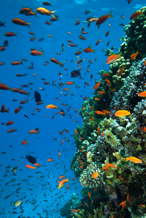Underwater world. Coral fishes of Red sea. Egyptの写真素材