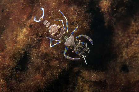 Close-up of comensal shrimp (Periclimenes amethysteus) in its anemoneの写真素材
