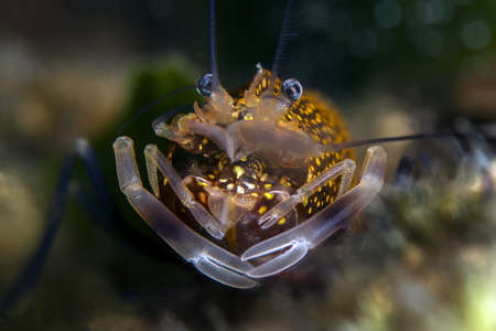 Spotted Bumblebee Shrimp