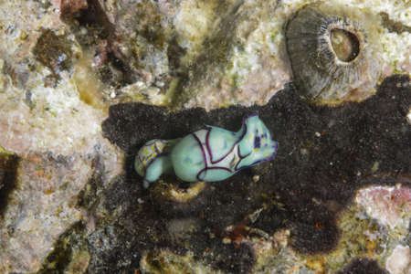 Haminoea cyanomarginata, sea snails.の写真素材