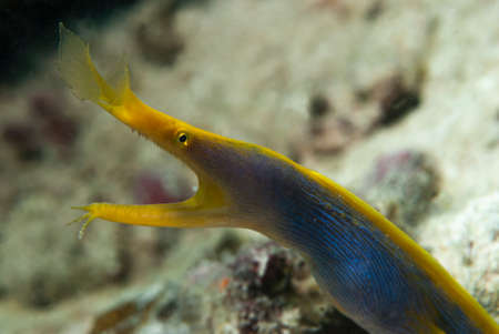Blue ribbon eel (Rhinomuraena quaesita) in the Philippines