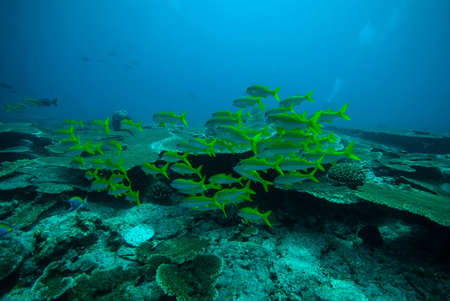 Oral reefs and shoals of fish in the Maldives.の写真素材