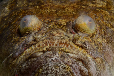 Uranoscopus, stargazer fish.の写真素材