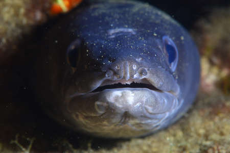 Giant conger eel