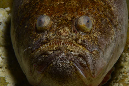 Uranoscopus, stargazer fish.の写真素材