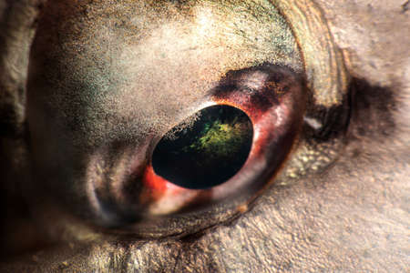 Sparisoma cretenseの写真素材