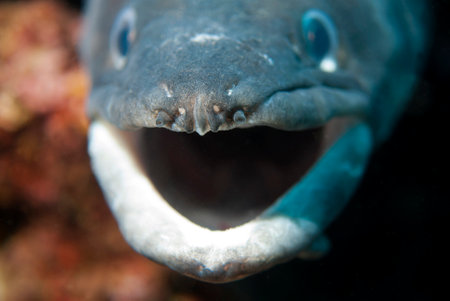 Giant conger eelの写真素材