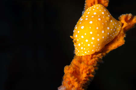 White spotted slug Phyllidia flava. Canakkale, Turkey.の写真素材