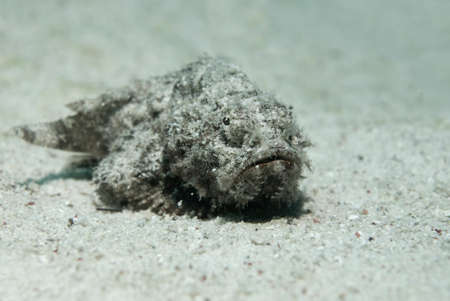 stone fish waiting for its prey on the ground.の写真素材