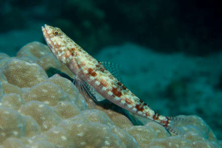 Lizard fish waiting for its prey on the groundの写真素材
