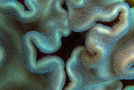 Coral textures and background