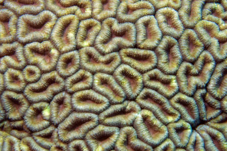 Coral textures and backgroundの写真素材