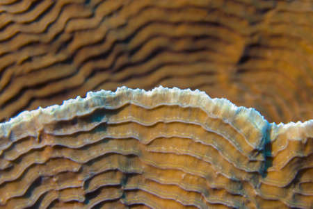 Coral textures and backgroundの写真素材