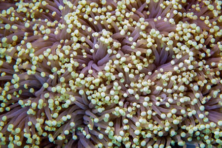 Coral textures and background
