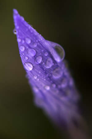 Endemic plants and flowers.Flowers that live in the mountains.の写真素材