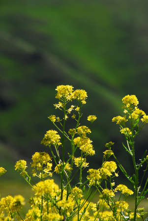 Endemic plants and flowers.Flowers that live in the mountains.の写真素材