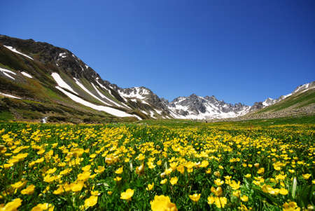 Mountain landscapes with flowers. Kackar Mountains national park, Turkey.