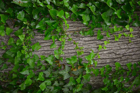 tree trunk from backgroundの写真素材