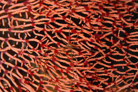 Chirostylus sp. (Imperial Spider Crab), Romblon Island, Philippines.の写真素材