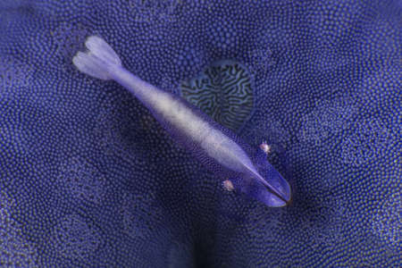 blue sea star common shrimp. Romblon Phillippines.