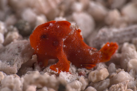 Antennarius pictus (Painted Frogfish), Romblon Island, Philippinesの写真素材