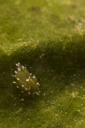 Costasiella kuroshimae, Costasiella Nudibranch, Costasiella sp. Romblon, Philippines.の写真素材