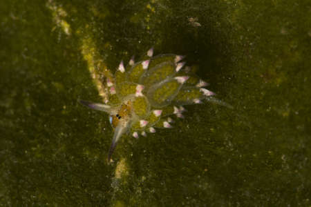 Costasiella kuroshimae, Costasiella Nudibranch, Costasiella sp. Romblon, Philippines.の写真素材