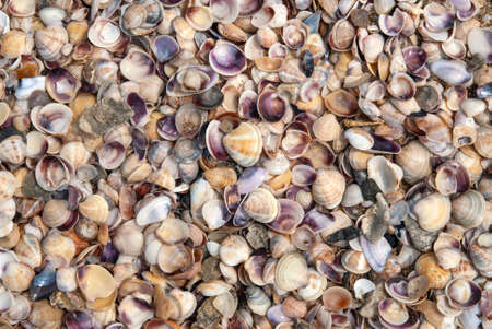 Mixed colorful sea shells on the seashore
