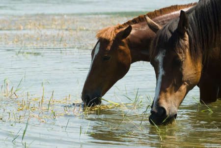 Horses drink and rest in the lake.の写真素材