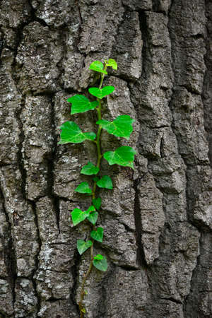 tree trunk from backgroundの写真素材