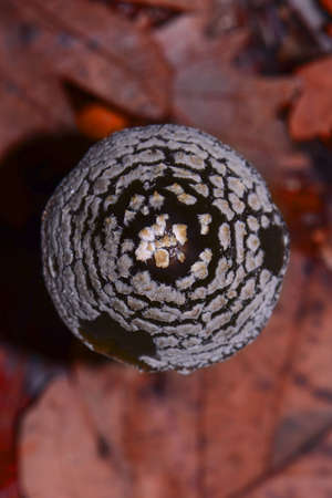 Lambskin mushroom (Coprinus comatus) KÄ±rklareli Turkey.の写真素材