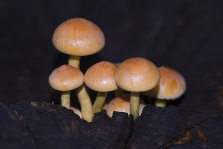 Galerina Marginata, poisonous mushroom. Kirklareli Turkey.