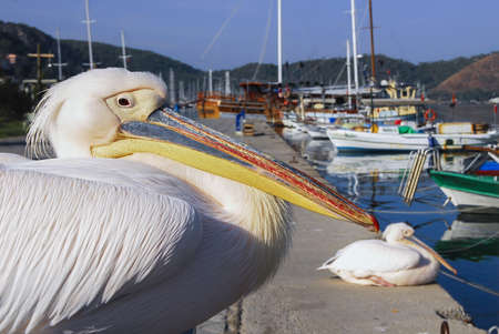 Pelicans; Heron bird walking around Fethiye Harbor, MuglaTurkey.の写真素材