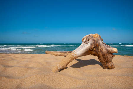 Wooden tree trunk on the sandy beach.Castro beach, Turkey.