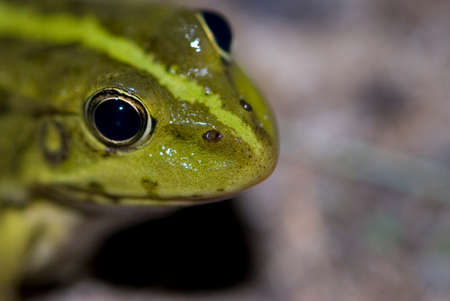 green frog resting by the streamの写真素材