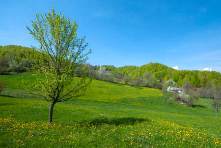 In the spring, flowers bloom in the highlands. Violet Plateau, Izmit Turkey.