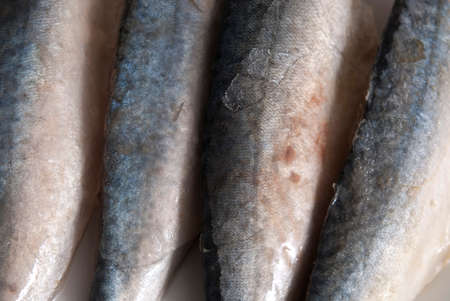 mackerel fish kept on iceの写真素材