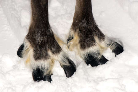 Reindeer sledding ecotourism tour, Finland. Deer footの写真素材