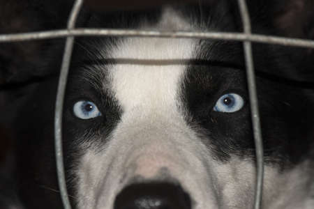 Tired husky sled dogs. Lapland, Finland.の写真素材