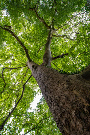 upward view of treetops.Belgrade, Istanbul.の写真素材