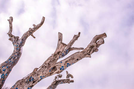 upward view of treetops. pruned tree trunkの写真素材