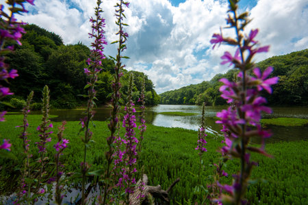 The collapsed tree trunk in the lake ... Belgrade Istanbul.の写真素材