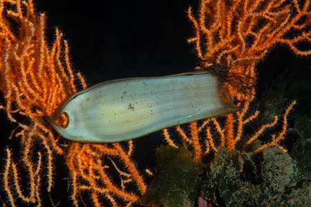 Shark egg case. Cat shark egg case. Canakkale, Turkey.の写真素材