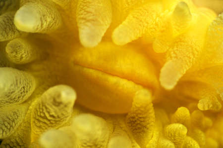 Parazoanthus axinellae, Yellow Parazoanthus.Canakkale, Turkey.の写真素材